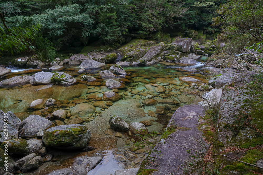 屋久島の森 屋久島の森