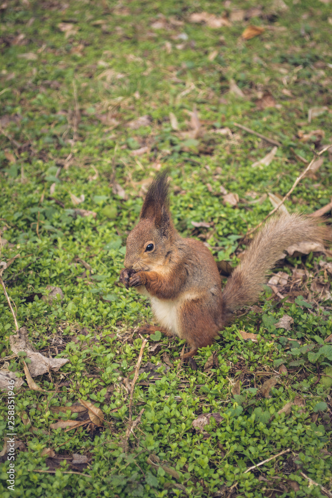 Squirrel is eating in the park. Squirrel is eating in the park.