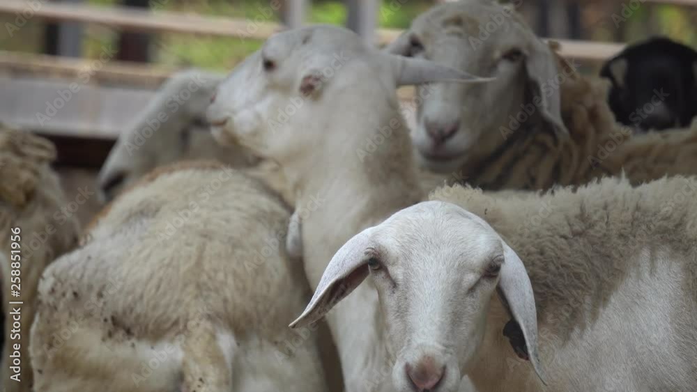 The sheep are in the stall