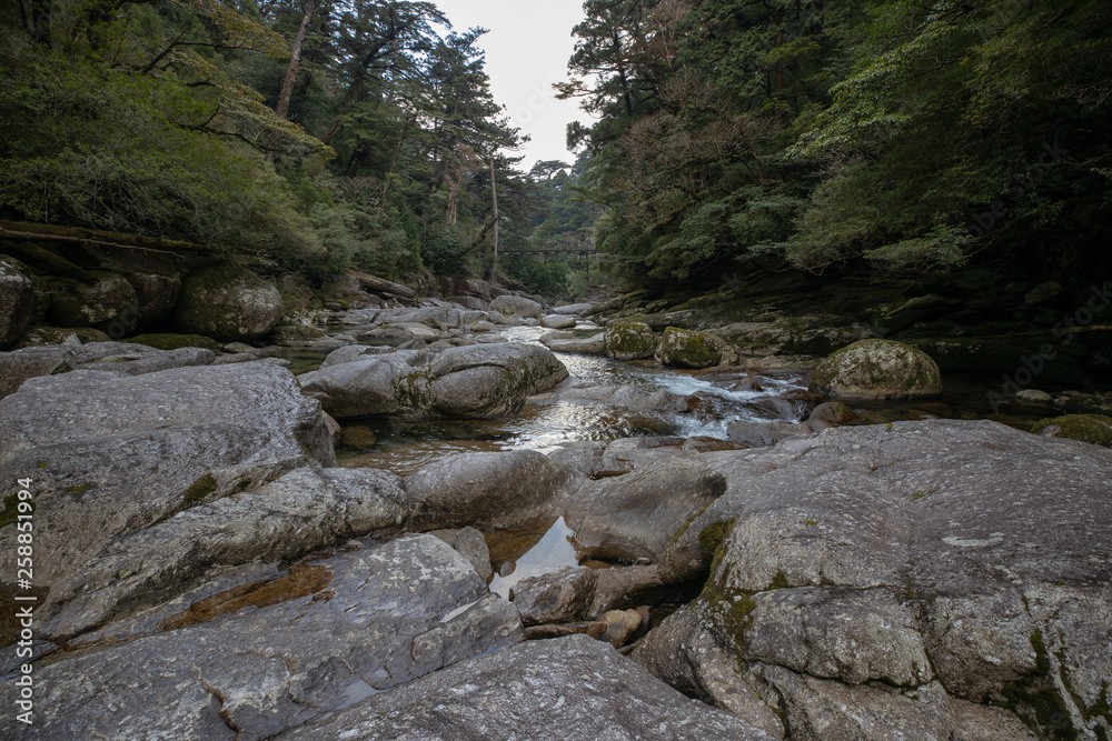 Obraz premium 屋久島の森