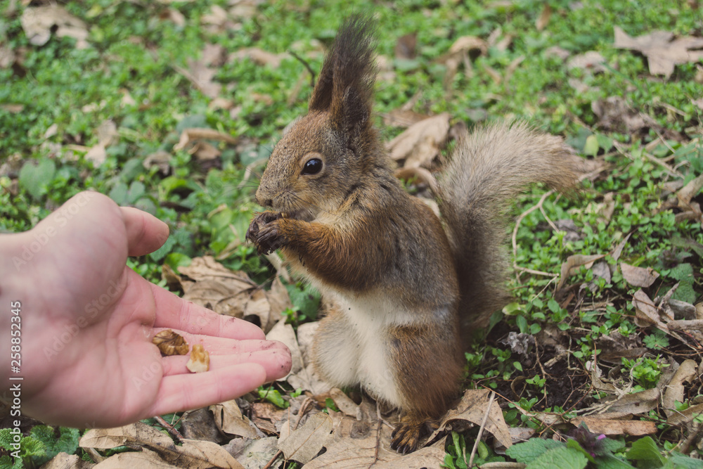A European squirrel eating nuts from a stretched-out hand, in the park. A European squirrel eating nuts from a stretched-out hand, in the park.