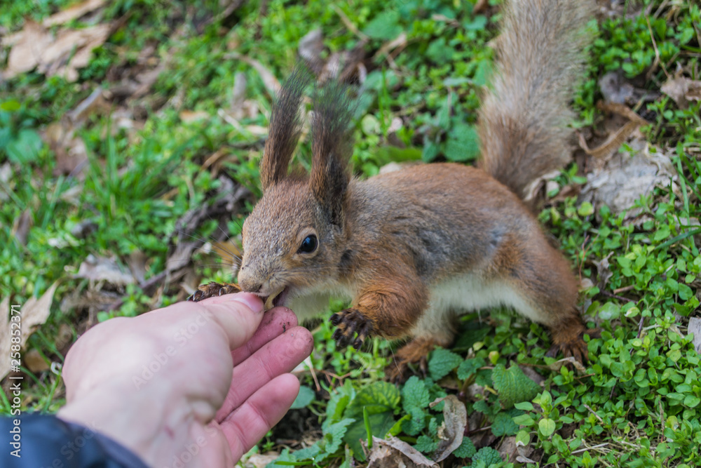 A European squirrel eating nuts from a stretched-out hand, in the park. A European squirrel eating nuts from a stretched-out hand, in the park.