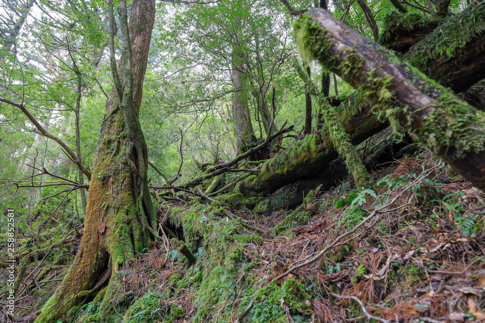 屋久島の森 屋久島の森