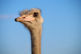 Head shot of adult ostrich against blue sky