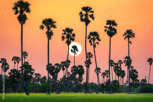 Silhouette of sugar palm trees and rice field on beautiful sky twilight time.