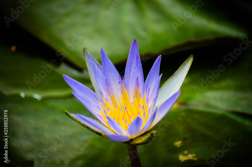 pink water lily in pond