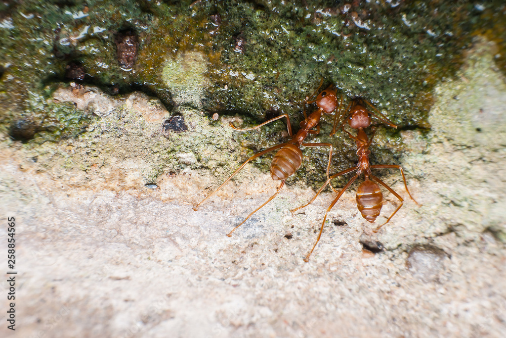 Red ant is drinking water.