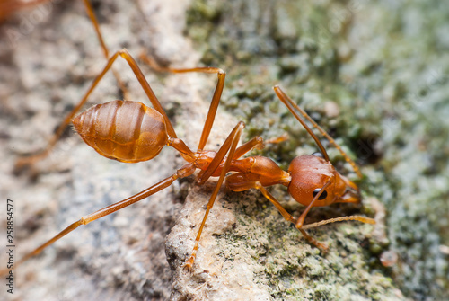 Red ant is drinking water.