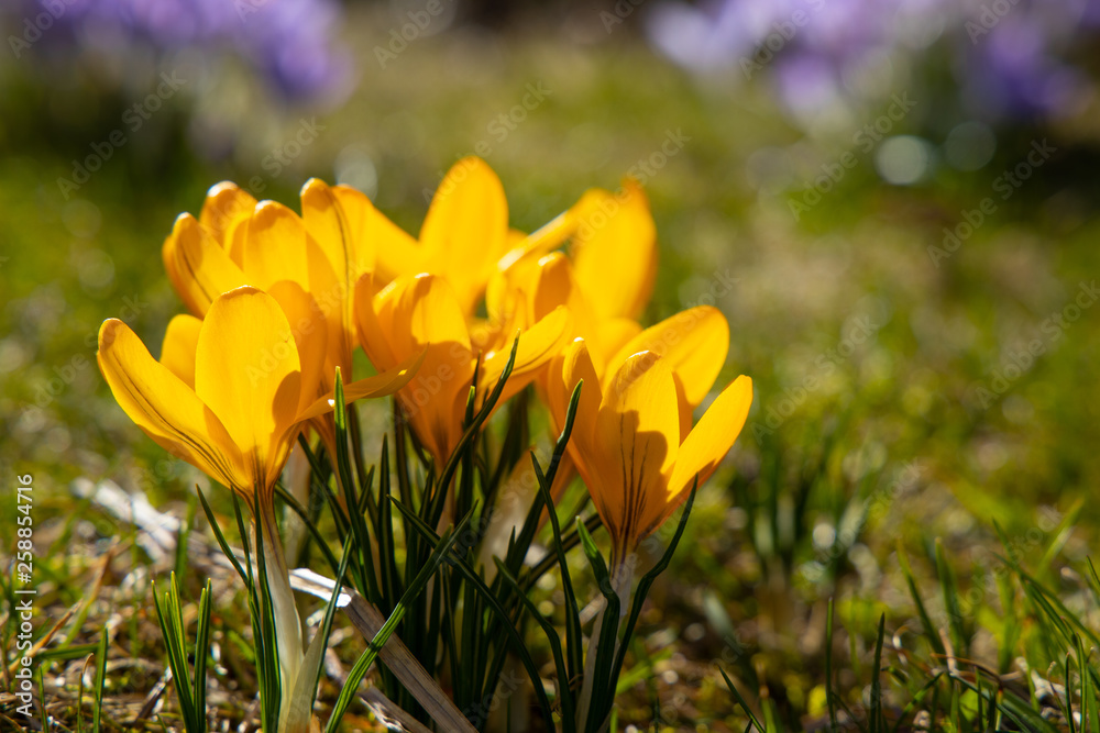 Fototapeta premium Krokus gelb
