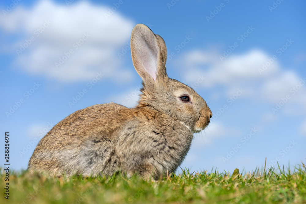 Fototapeta premium Rabbit hare while in grass