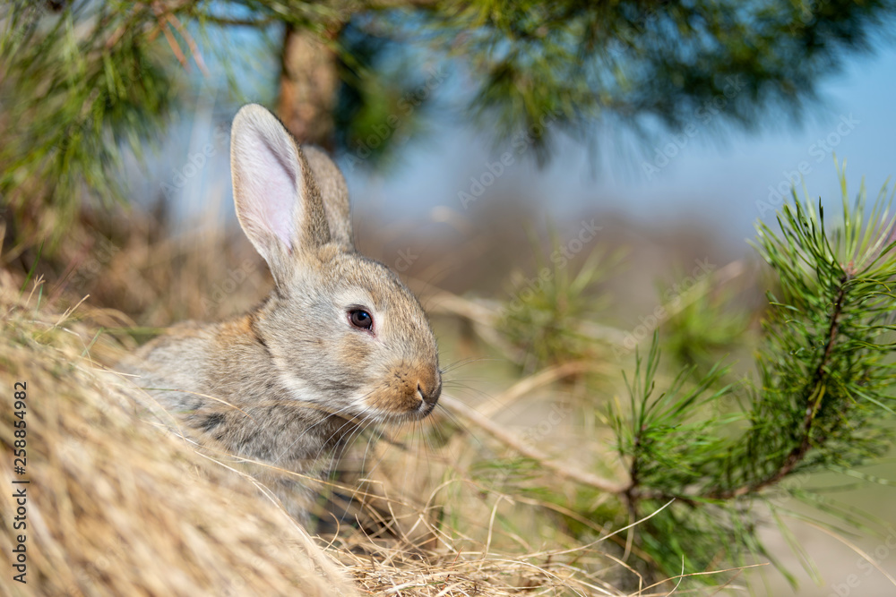Fototapeta premium Rabbit hare while in grass