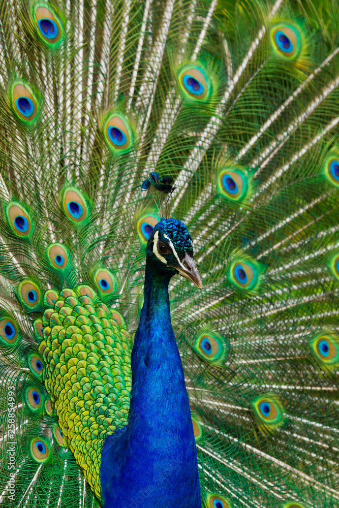 Obraz premium Blaue Pfau (Pavo cristatus)