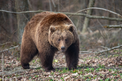 Wallpaper Mural Big brown bear in forest Torontodigital.ca