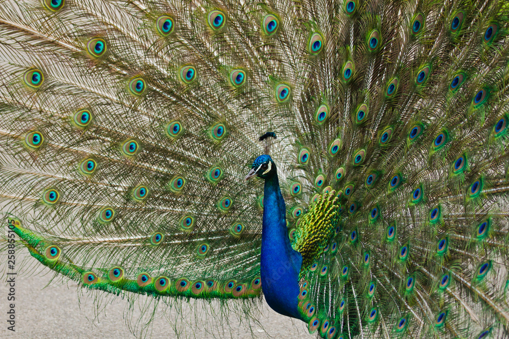 Fototapeta premium Blaue Pfau (Pavo cristatus)