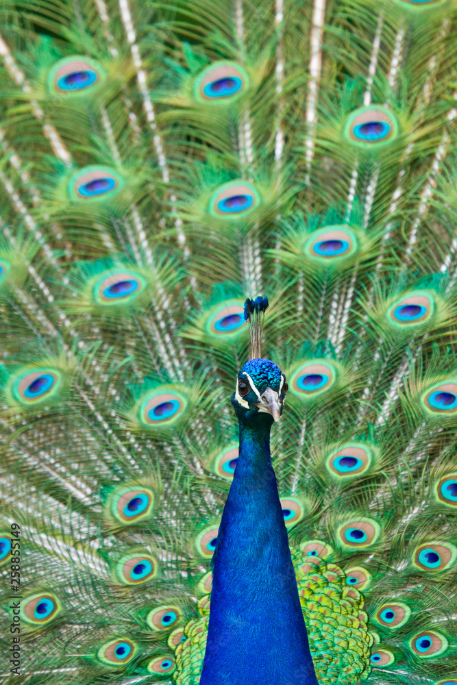 Obraz premium Blaue Pfau (Pavo cristatus)