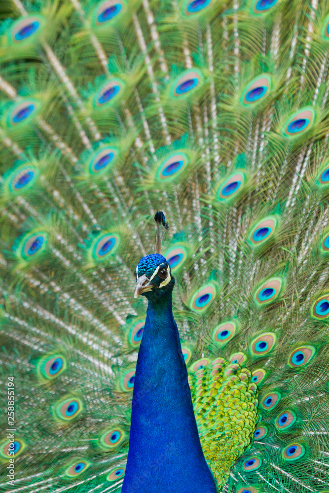 Naklejka premium Blaue Pfau (Pavo cristatus)