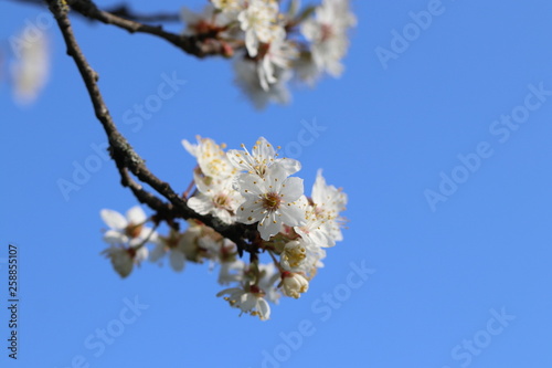 Hintergrund Frühling - Detailaufnahme der ersten Blüten einer Sauerkirsche vor einem strahlend blauen Hintergrund mit Textfreiraum