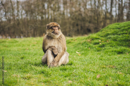 Macaque monkey in a forest