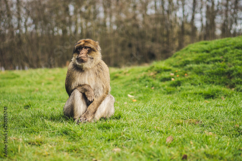 Macaque monkey in a forest