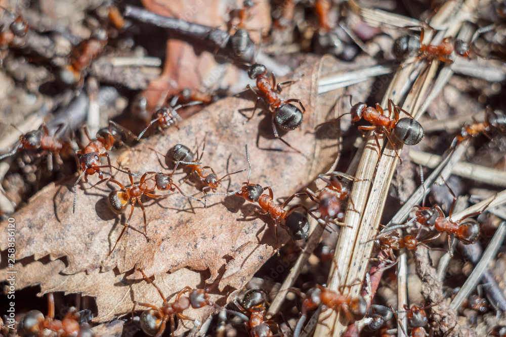 funny group of ants close up portrait working day of their life and relationships in a team on a bright sunny day. soft focus and copy space funny group of ants close up portrait working day of their life and relationships in a team on a bright sunny day. soft focus and copy space