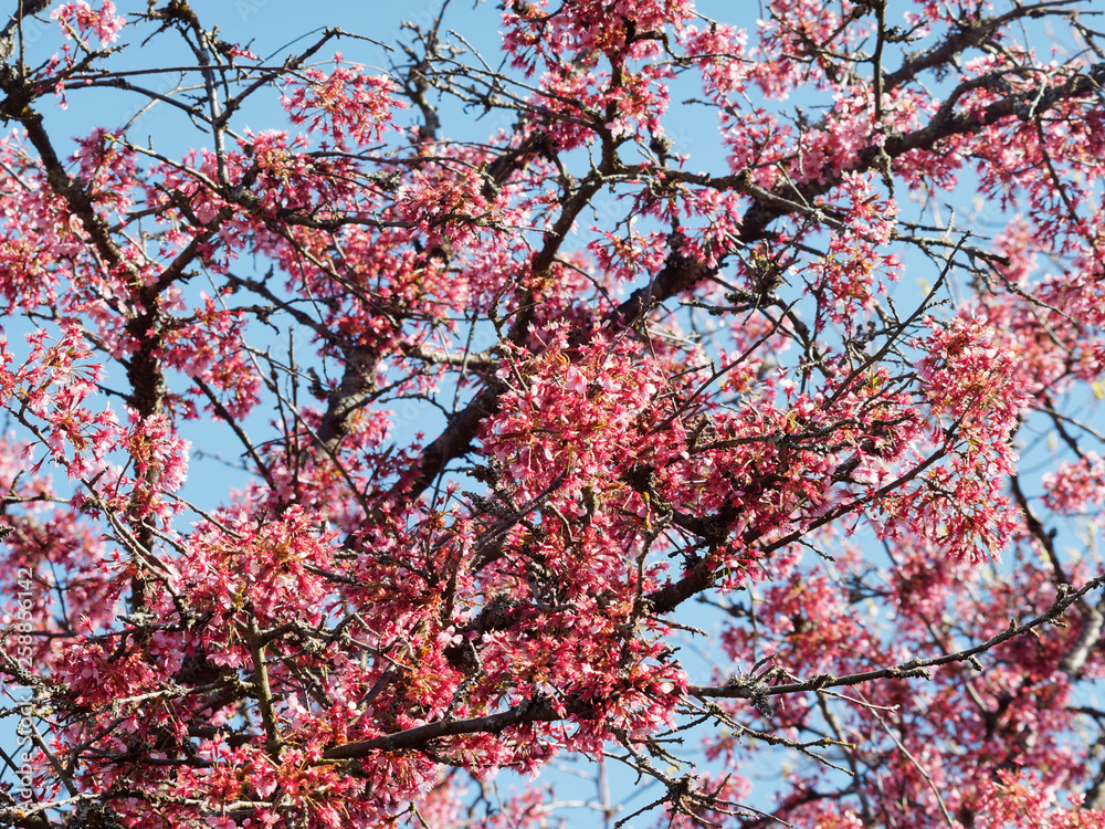 Prunus 'Okame' - Cerisier à fleurs du Japon okame Prunus 'Okame' - Cerisier à fleurs du Japon okame
