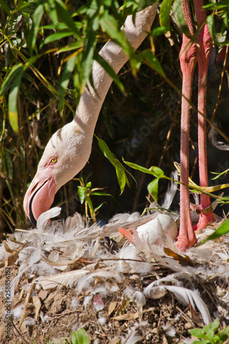 Rosaflamingo (Phoenicopterus roseus) photo