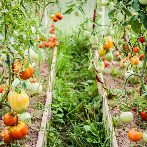 Tomato Greenhouse photo