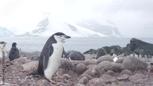 Chinstrap Penguin Walks In Antarctica Summer Rocky Beach