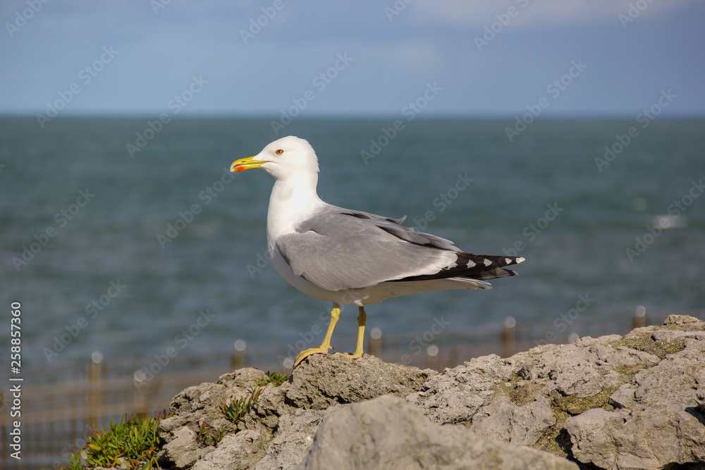 Seagull posing on a windy day standing on a rock
