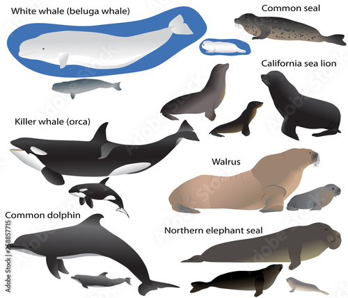 Collection of marine mammals and its cubs in colour image: california sea lion, common seal, walrus, northern elephant seal, white whale (beluga), killer whale (orca), common dolphin