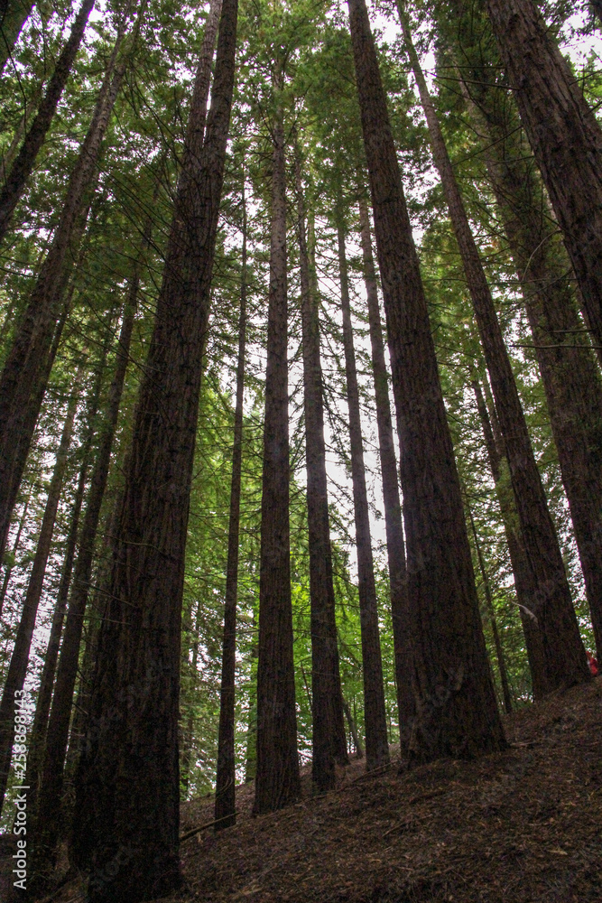 A forest with tall trees seen from a low vantage point A forest with tall trees seen from a low vantage point