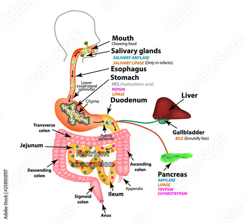 The human digestive system. Anatomical structure. Digestion of carbohydrates, fats and proteins. Enzymes of the gastrointestinal tract, pancreas, liver, gallbladder. Metabolism. Infographics. Vector.