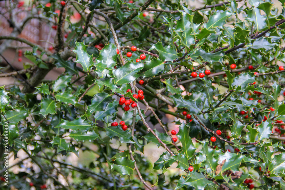 Holly berries to set the spirit