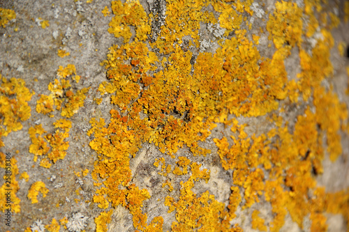 Yellow moss on grey limestone