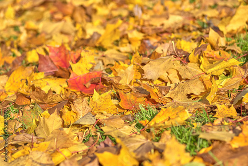 Fallen maple leaves of different colors on the grass, close-up