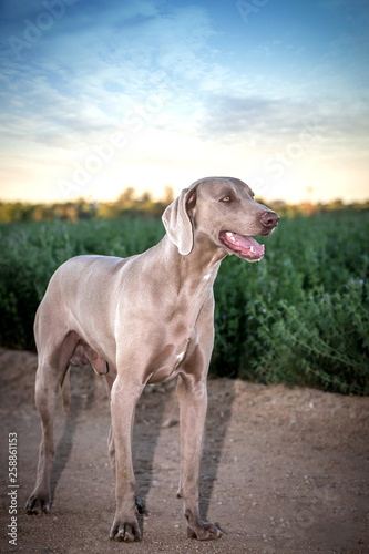 Weimaraner dog in a green lucern/alfalfa field (Grey Ghost dog)