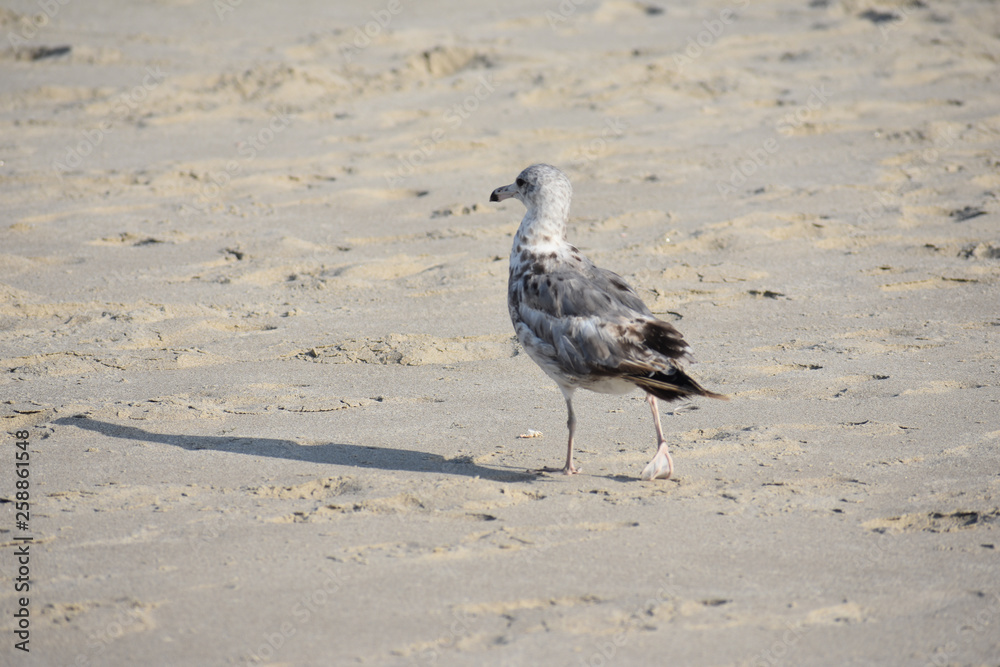 Obraz premium Seagull on the beach