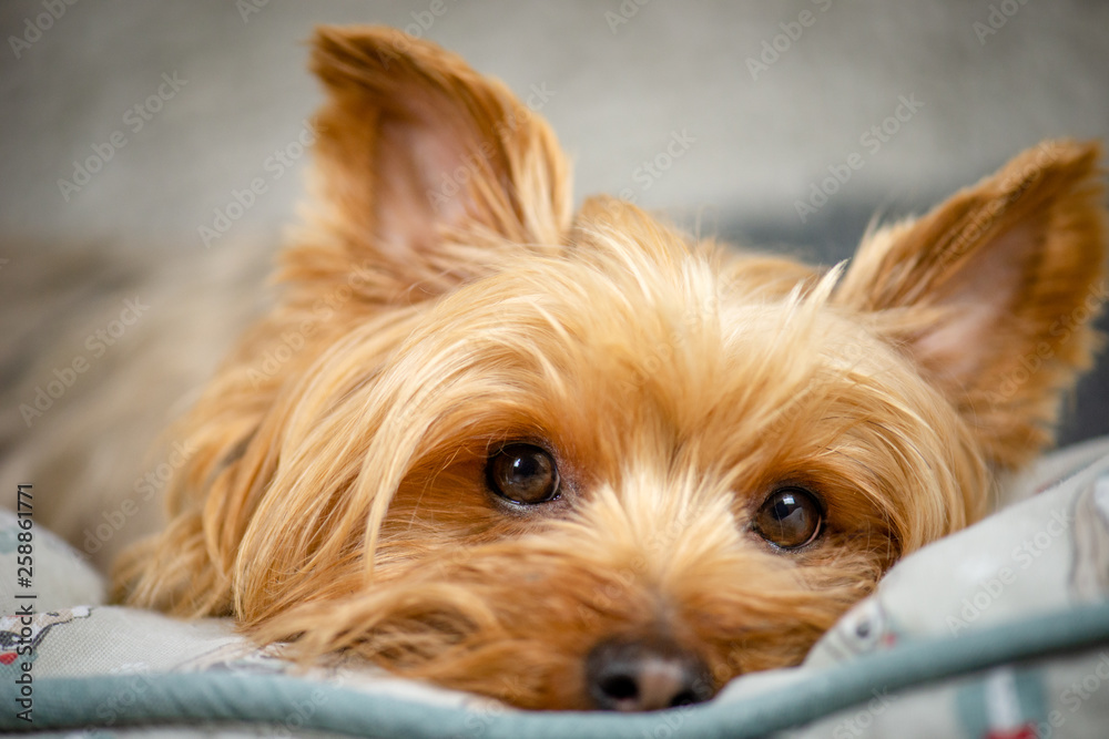 Yorkshire Terrier Puppy Posing for the Camera Yorkshire Terrier Puppy Posing for the Camera