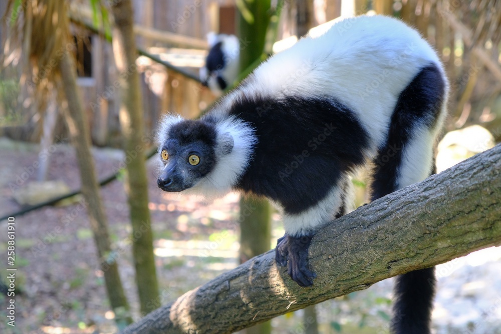 Obraz premium Lemure bianco e nero 