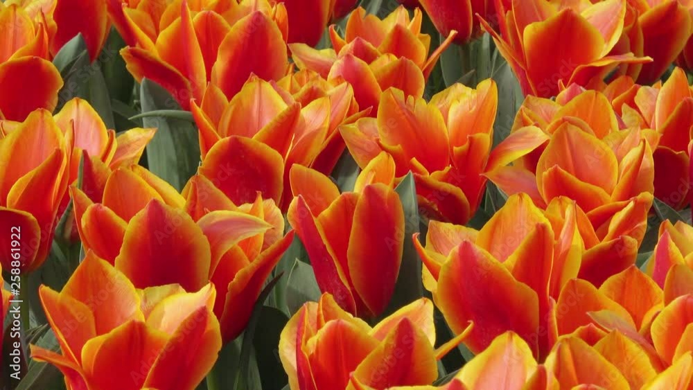Field with red tulips in spring Field with red tulips in spring