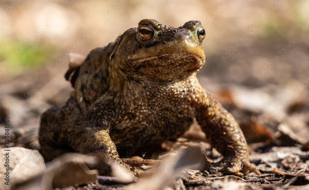 Fototapeta premium Erdkröte aus der Froschperspektive