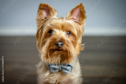 Yorkshire Terrier Puppy Posing for the Camera © Stowen