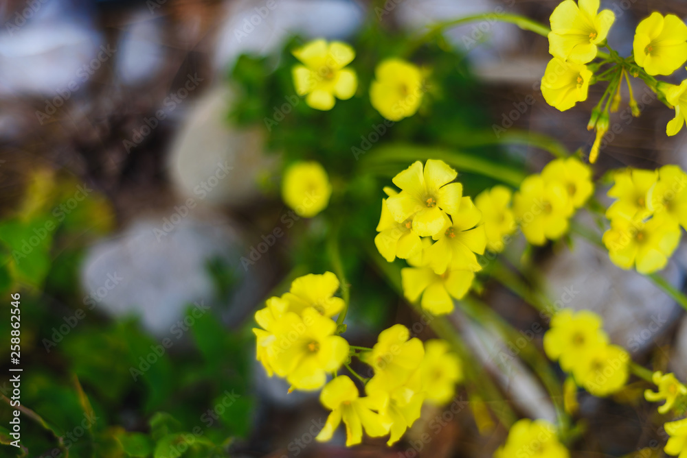 Summer, spring Background. Flowers. Nature Background. Yellow Flowers on green Summer, spring Background. Flowers. Nature Background. Yellow Flowers on green