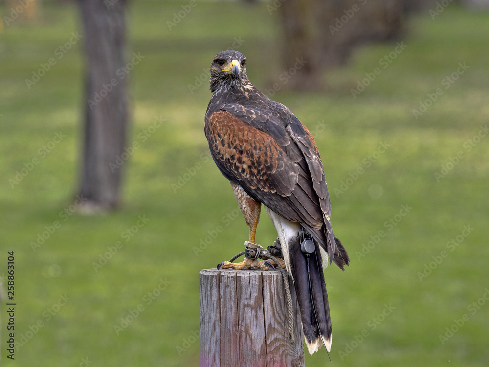 Falcon-guided Harris's hawk , Parabuteo unicinctus Falcon-guided Harris's hawk , Parabuteo unicinctus