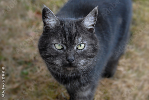 Close up of a cute grey cat looking up at the viewer.