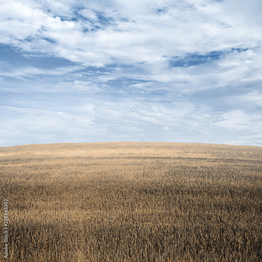 autumn fields autumn fields