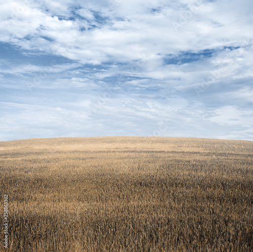 autumn fields