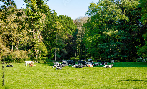 Cows resting on the grass, in the shadow of a forest