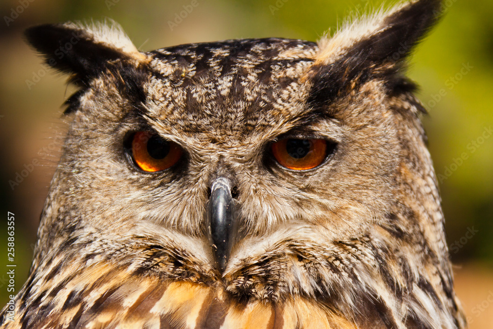 Fototapeta premium Uhu (Bubo bubo)