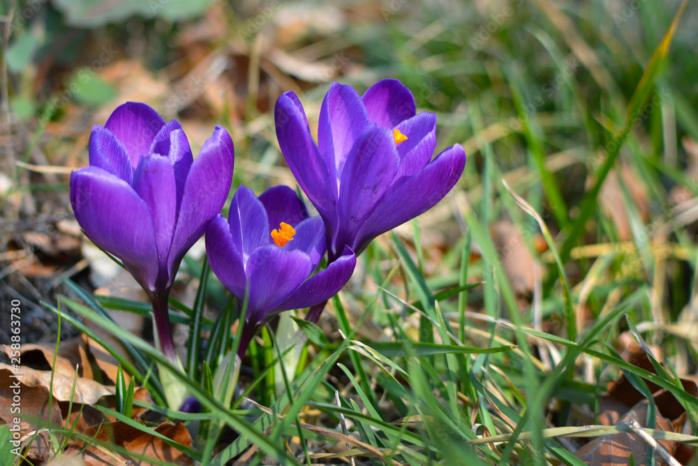 Dark purple crocus blooming flowers on blurry grass background during early spring Dark purple crocus blooming flowers on blurry grass background during early spring